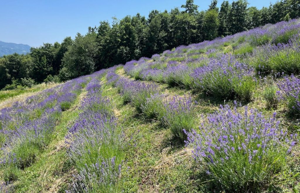 2025-timeline-autosufficienza-10