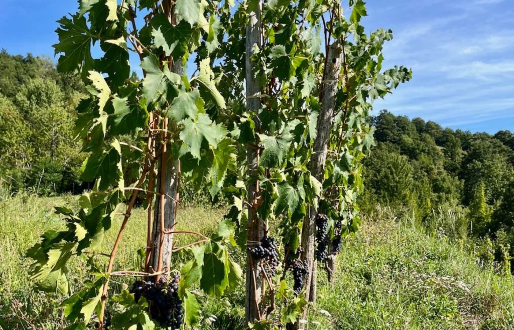 2025-timeline-autosufficienza-13