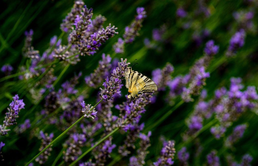 biodiversita-sostenibilita-autosufficienza-2