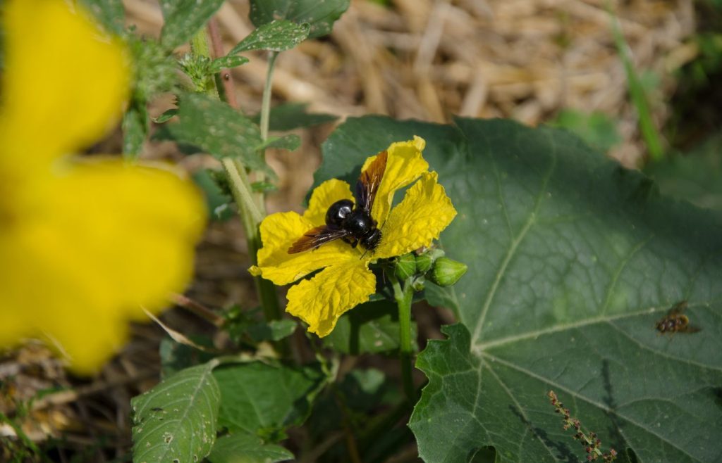 biodiversita-sostenibilita-autosufficienza-3