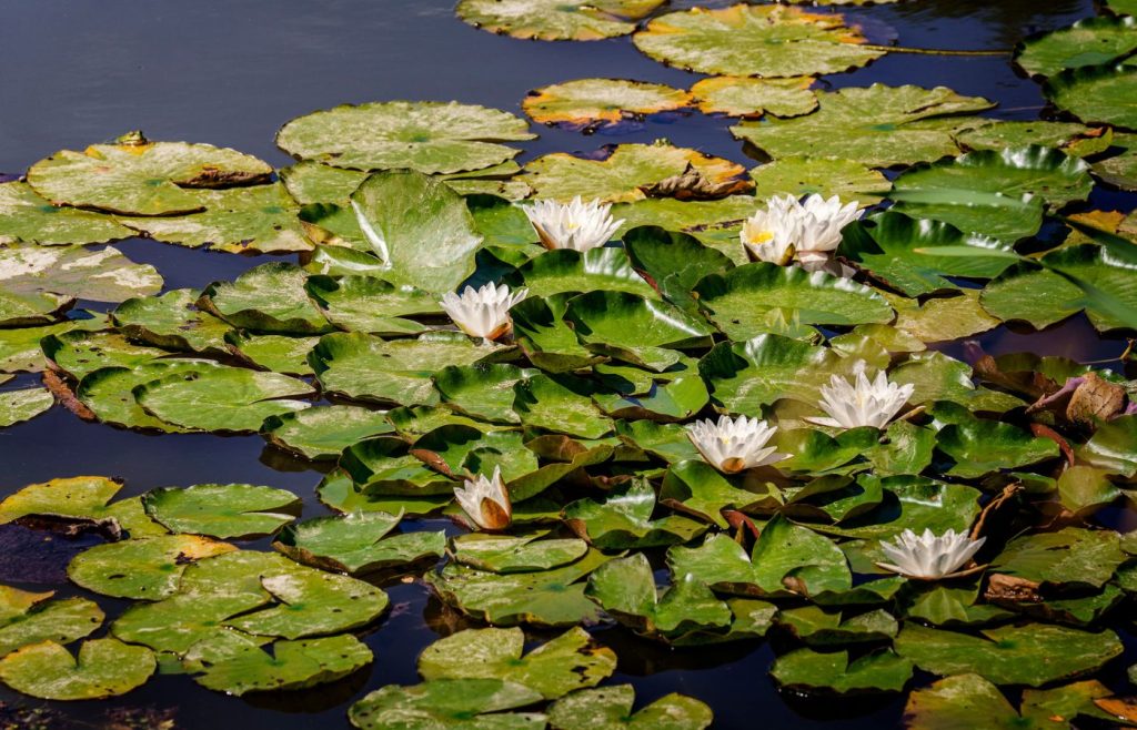 biodiversita-sostenibilita-autosufficienza-6