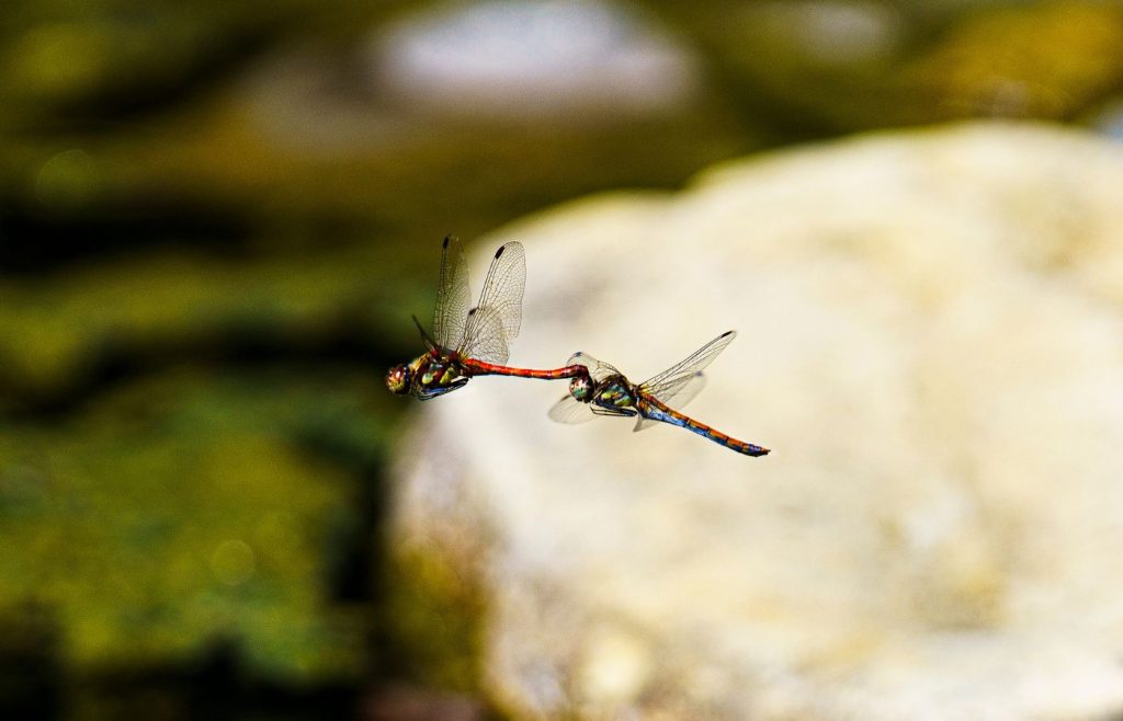 biodiversita-sostenibilita-autosufficienza-7