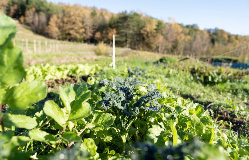 terra-sostenibilita-autosufficienza-3