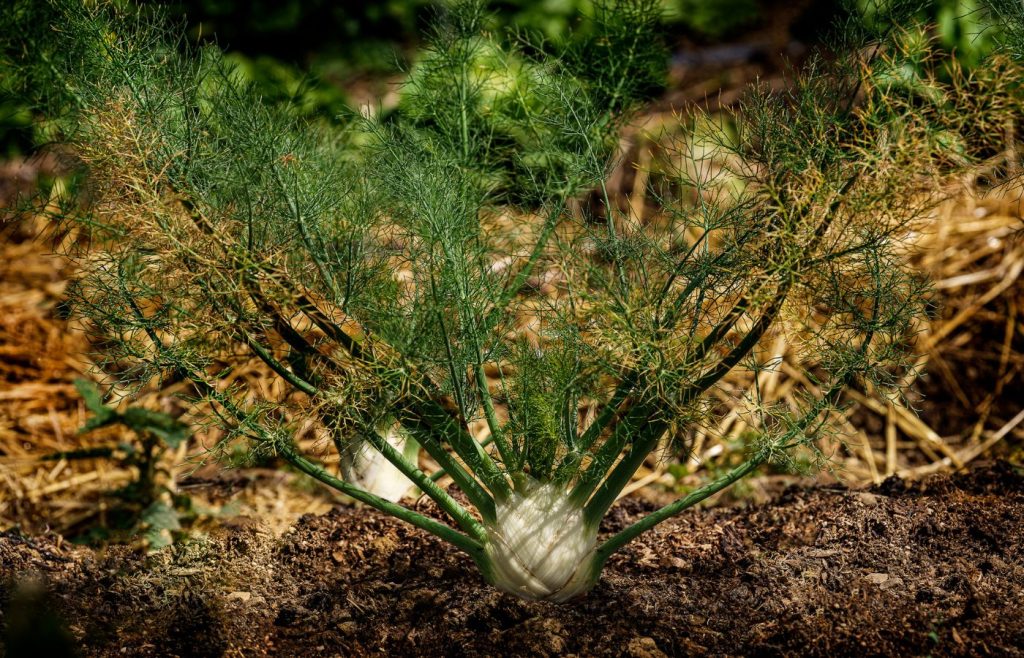 terra-sostenibilita-autosufficienza-5