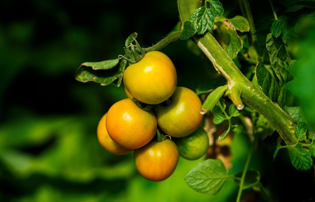 terra-sostenibilita-autosufficienza-7