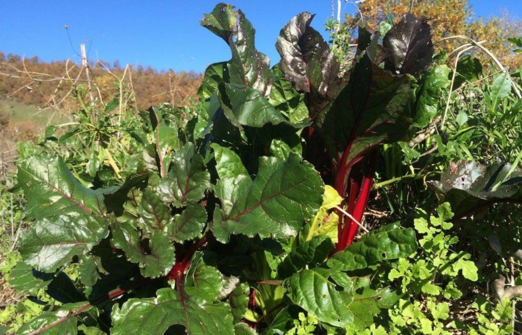 timeline-2015-autosufficienza-4