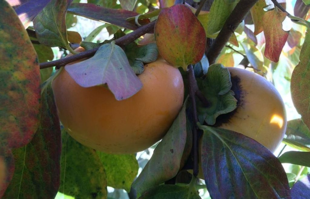 timeline-2015-autosufficienza-5