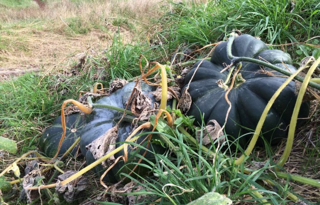 timeline-2015-autosufficienza-6