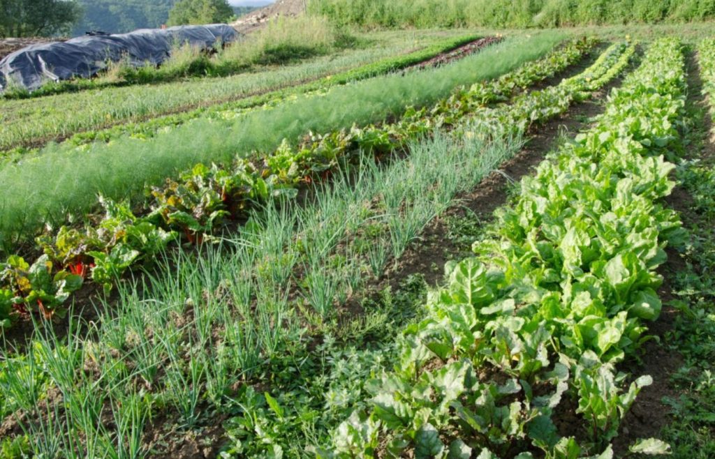 timeline-2016-autosufficienza-2