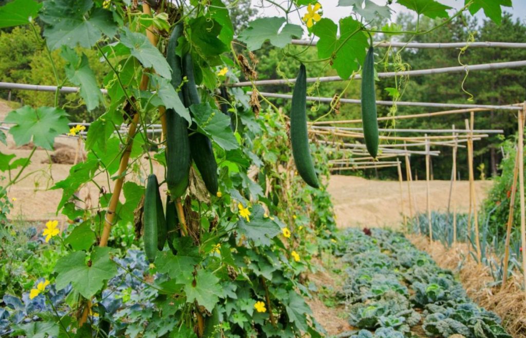 timeline-2016-autosufficienza-4