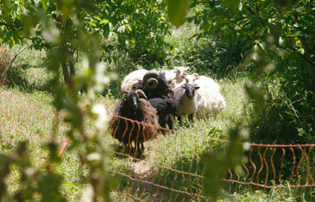 timeline-2018-autosufficienza-16