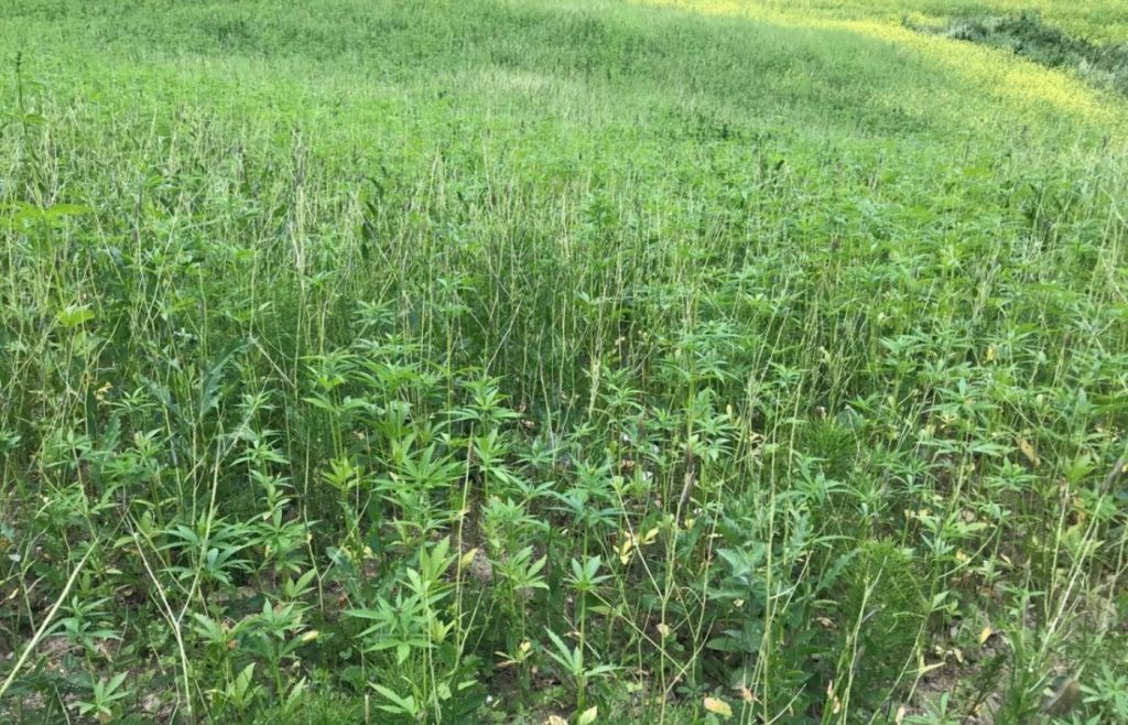 timeline-2018-autosufficienza-4