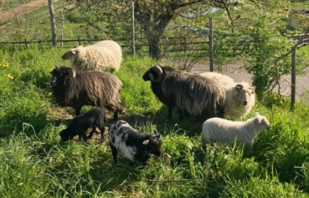 timeline-2019-autosufficienza-31