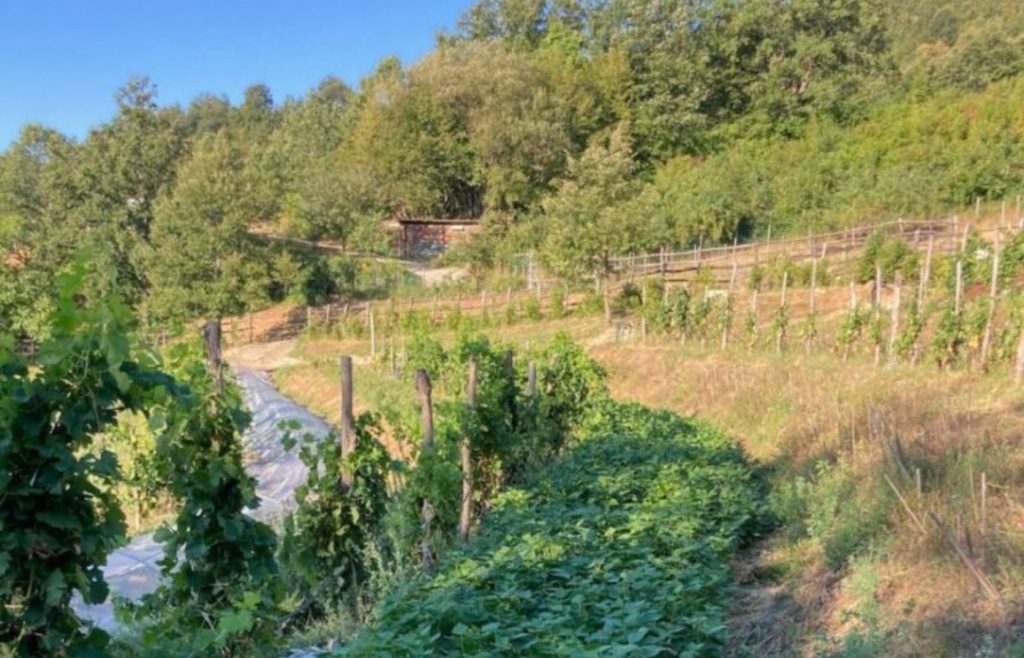 timeline-2022-autosufficienza-26