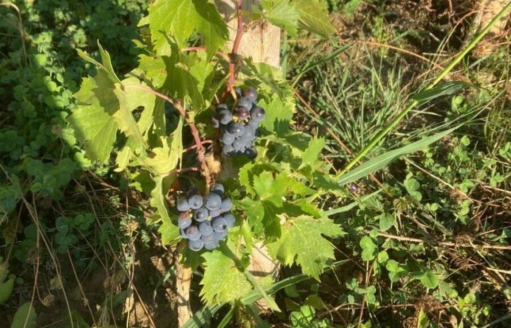 timeline-2022-autosufficienza-28