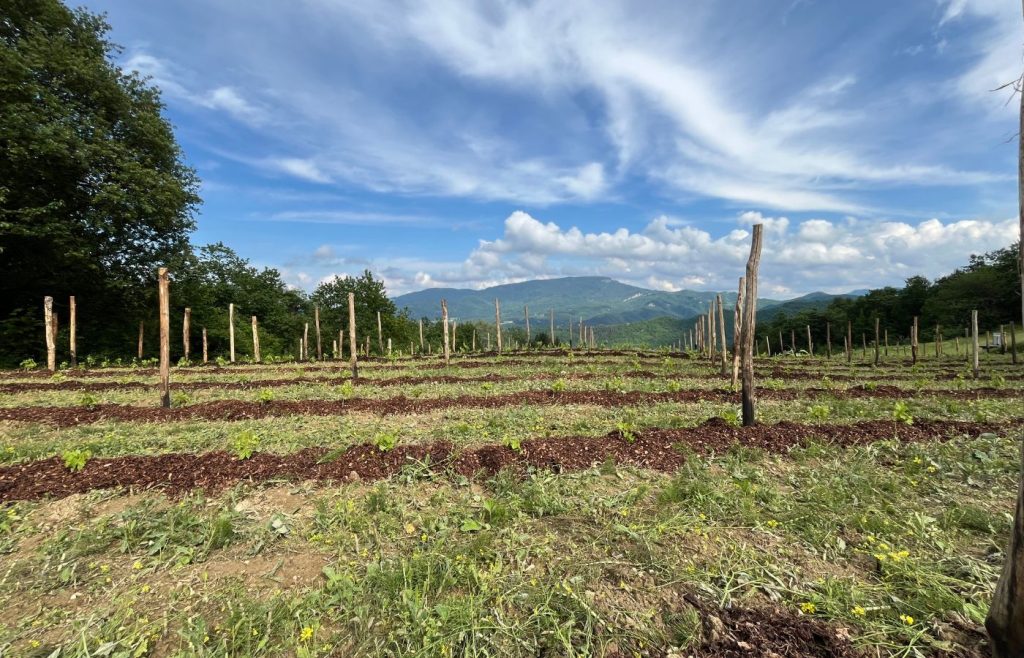 timeline-2024-autosufficienza-16