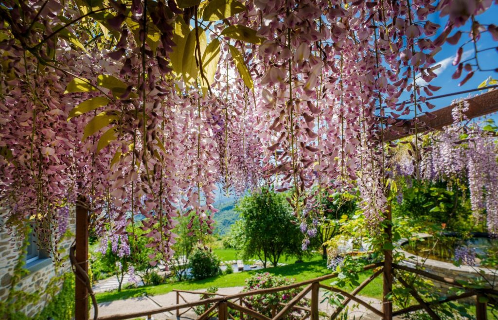 valori-bellezza-glicine-autosufficienza