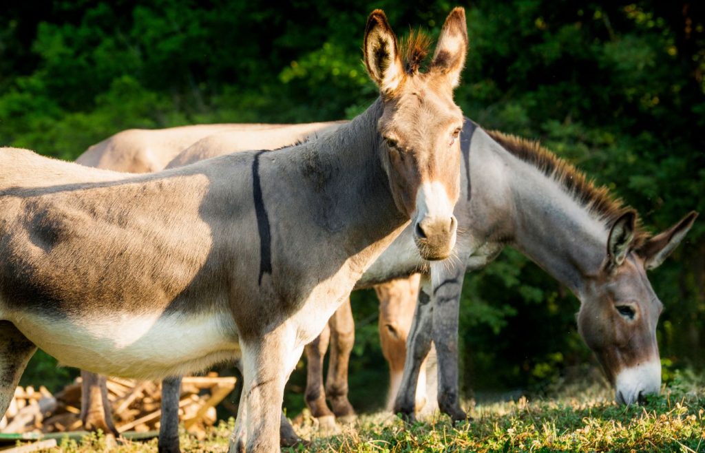 valori-biodiversita-asini-autosufficienza
