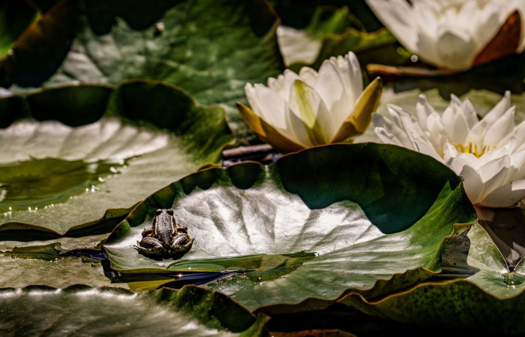 valori-biodiversita-rana-loto-autosufficienza