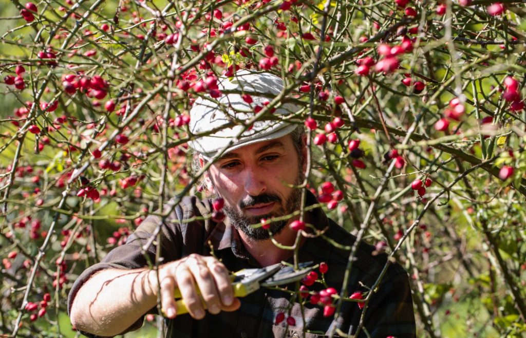 valori-francesco-rosa-canina-autosufficienza