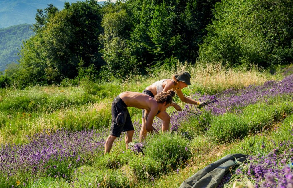 valori-lavanda-autosufficienza