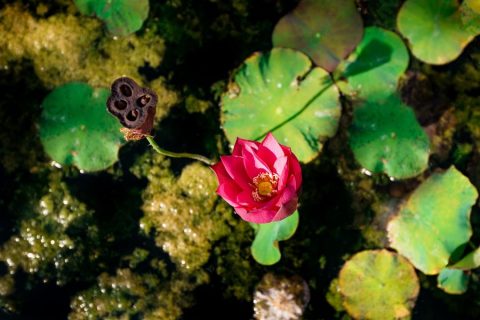 fitodepurazione-autosufficienza-4