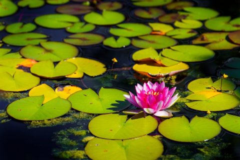 fitodepurazione-autosufficienza-5