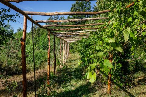 food-forest-autosufficienza-3