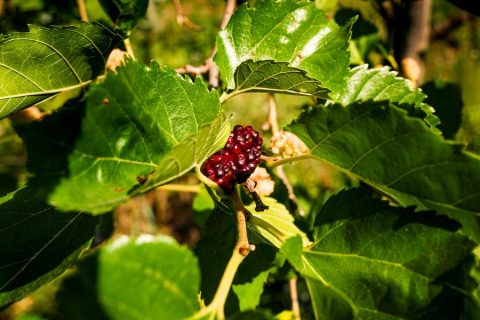 food-forest-autosufficienza-4