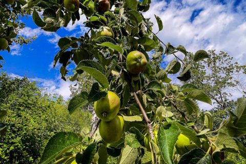 food-forest-autosufficienza-5