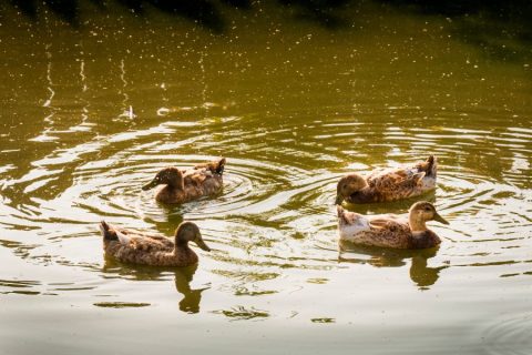 il-centro-azienda-agricola-anatra-autosufficienza