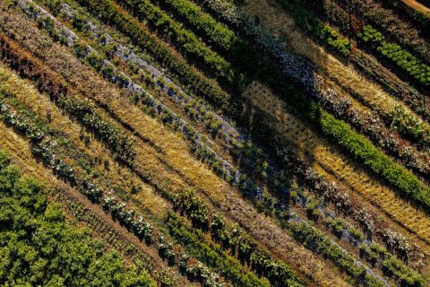 il-centro-azienda-agricola-drone-autosufficienza