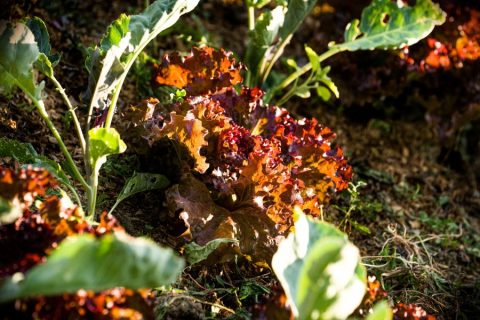 il-centro-azienda-agricola-insalata-autosufficienza