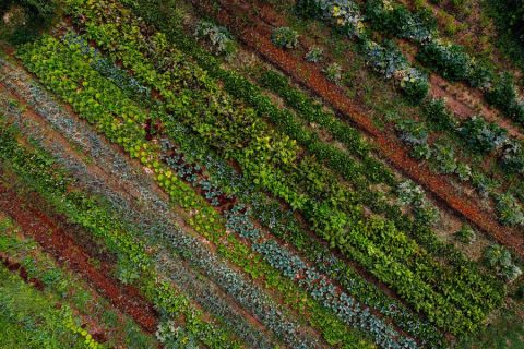 orto-biointensivo-drone-autosufficienza