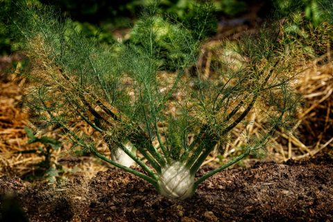 orto-biointensivo-finocchio-autosufficienza