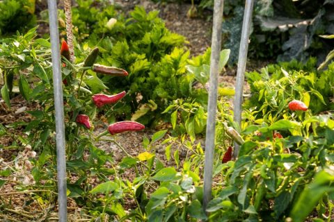 orto-biointensivo-peperoncino-autosufficienza