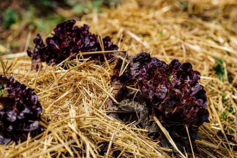 orto-biointensivo-radicchio-autosufficienza
