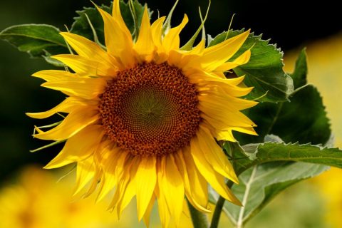 seminativi-estensivi-autosufficienza-3